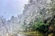 絕美！宜蘭太平山莊凌晨0°C下冰霰　一片雪白如仙境