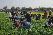 彰化芬園5萬根蘿蔔開拔！　「好彩頭」免費帶回家