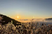 影/宜蘭太平山-1度賞「日照霧淞浮雲海」　晶瑩美景曝光