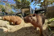 壽山動物園迎蛇年！　限時春節9天「12歲以下」免費入園