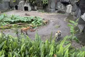 影/台北動物園又見遊客闖鬣狗區！正義男喝止獲掌聲