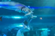 影/驚！整顆頭都被吞掉　雲南水族館鱘魚咬傷俄籍「美人魚」