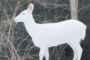 影/神獸下凡？美國女子偶遇優雅白鹿　佇立雪地裡仙氣爆棚