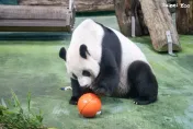 台北動物園也過元宵！海洋廢棄浮球改造「大湯圓」玩具