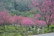 春神捎花信！櫻花點綴台北市區　搭捷運漫步花徑