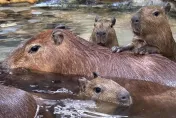 壽山動物園迎新成員！水豚寶寶、迷你驢見面會時間出爐