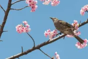 本周12生肖運勢排行榜出爐！「屬虎者」終於熬出頭