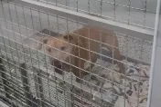將比特犬Lucky視為兒子　飼主至今未探視、20萬罰鍰也還沒繳