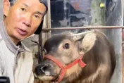 陸19萬放牛網紅黑歷史遭起底！賣「假毒品」入獄…本人認了