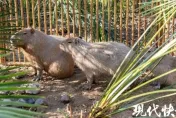 不想上班？揚州動物園3隻卡皮巴拉大越獄　「霸總」帶頭落跑