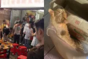 影/火鍋吃到一半「天降喵星人」9人燙傷　陸店家1舉動超暖