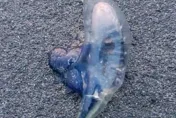 西子灣沙灘驚見劇毒「僧帽水母」　海洋局：嚴禁觸碰戲水