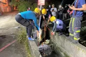 「棉被包裹」棄屍！發臭漂花蓮水圳　打開一看竟是拉布拉多