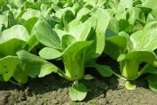 青江菜「切絲後快炒」瞬間變高級　網驚：像鼎泰豐炒菜