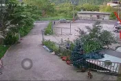 五峰露營區比特「開撕」！飼主拔狗落跑　浪浪遭咬8洞