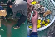 影/出海撈到「生蠔貼有標籤」　陸網笑翻：自帶溯源條碼