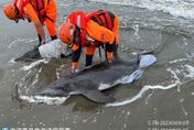 台南海邊糙齒海豚親子擱淺　送四草搶救站檢傷評估
