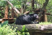 「熊讚」出沒注意！衝動物園看台灣黑熊　7月12日抽獎送麥香雞