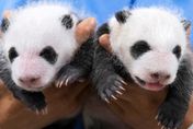 愛寶樂園公開熊貓雙胞胎滿月照　妹妹吐舌萌樣融化一票網友