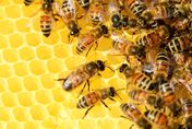 60箱蜜蜂遭人投毒一夜間「死光光」　老婦損失21萬收益崩潰痛哭