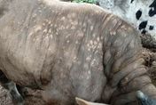 南韓出現境內首例「牛結節疹」　農食品部計畫撲殺其餘40頭牛