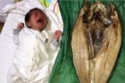 比嬰兒還大隻！民眾到北海道買「巨無霸魚乾」　照片Po出震驚全網