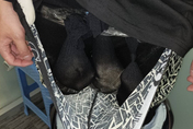台男搭機「下面一大包」被泰國海關攔下　扒褲驚見2隻水獺、1隻土撥鼠