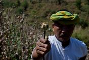 聯合國：緬甸成全球最大鴉片來源國　2原因致年產量激增超越阿富汗