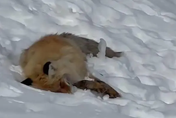 影/新疆「網紅狐狸」倒臥雪地身亡　疑遊客投餵造成腎衰竭致死
