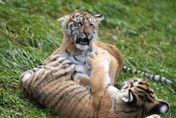 安徽野生動物園爆經營權糾紛　20隻東北虎疑疏於照顧死亡