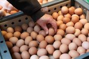 2年來新低！蛋價今再降3元　產地價每斤32.5元、批發價42元