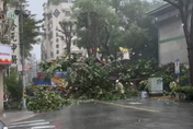 康芮強風豪雨摧殘！新北永和民權路「路樹倒塌」釀災　道路緊急封閉