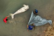影/太殘忍！普吉島驚現無頭「美人魚」浮屍　疑因牙齒可「避邪」遭斬首
