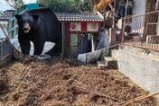 凌晨聞怪響！陸女屋主開門遭黑熊撲倒　丈夫拿斧頭狂砍救妻