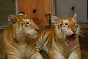 泰動物園罕見「黃金虎姐妹花」　天然呆模樣像貓咪人氣夯