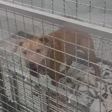 將比特犬Lucky視為兒子　飼主至今未探視、20萬罰鍰也還沒繳