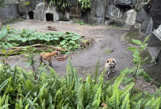 影/台北動物園又見遊客闖鬣狗區！正義男喝止獲掌聲