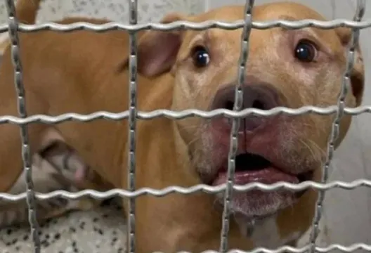嘉義飼主反悔！比特犬「Lucky」高雄養殖大亨願領養