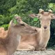 情侶墾丁國家公園撿到鹿角欲帶走　管理處：可罰3千元