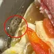 煮滾火鍋內出現「活蛞蝓」他嚇傻！專家揭「洗菜加鹽」讓菜盤變乾淨