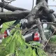大雷雨炸不停！台南新市「超巨鳳凰木倒塌」　2車慘遭壓爛畫面曝光