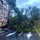 快訊/板橋10米高巨樹應聲倒塌　連根拔起佔4車道幸無人傷