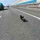 飼主被車撞...調皮柴犬衝下車「大鬧國2」　恐吃罰單