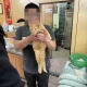 救援危難貓咪！公務員遭威脅「拿刀砍你」　飼主被控恐嚇等3罪