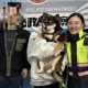 萌犬流浪記！黑柴走失逛大街　警掃晶片助助牠返家