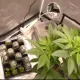 影/30歲男網路自學當「自耕農」　住家全自動栽種大麻遭逮