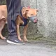 「入監編號」曝光！比特犬Lucky暫遭「禁見」、新飼主是誰仍沒譜