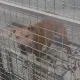 將比特犬Lucky視為兒子　飼主至今未探視、20萬罰鍰也還沒繳