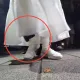影/貴婦奈奈200萬交保走出北檢　白裙下電子腳鐐曝光
