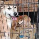 影/惡意棄養16隻柴犬！新竹婦遭重罰41萬　終身禁養寵物